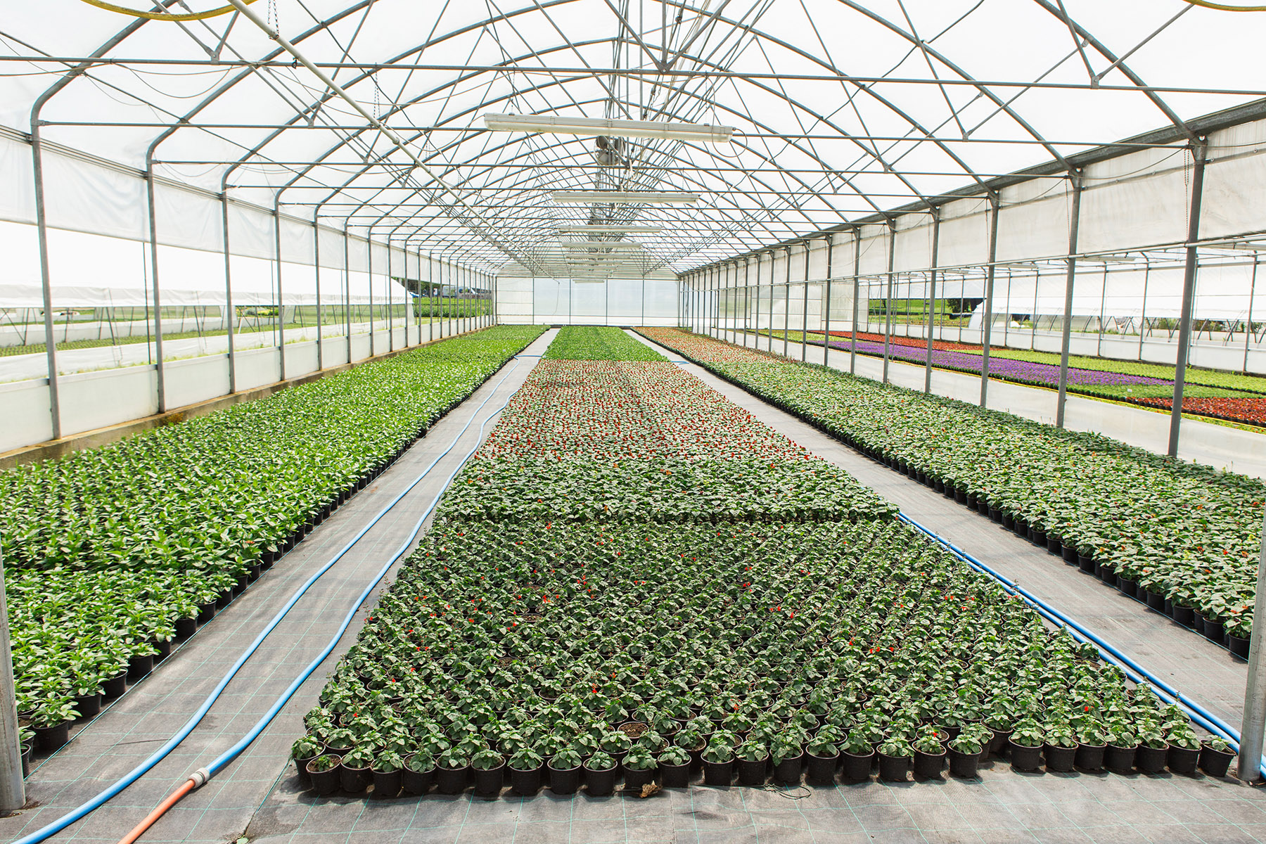 Modern greenhouses for growing flowers.