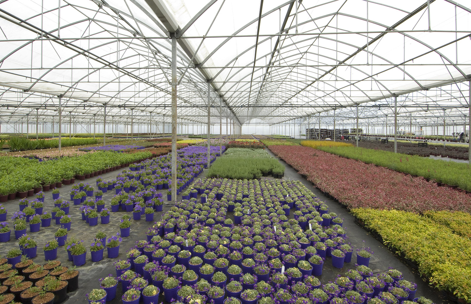 Plant Nursery Greenhouse