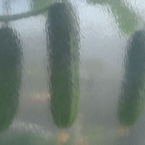 Bache de serre Celloclim® 200 microns - 4 ans